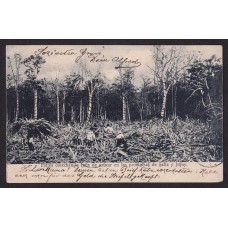 INDIOS COSECHANDO CAÑA DE AZUCAR SALTA Y JUJUY ANTIGUA TARJETA POSTAL
